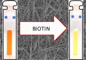 Increasing Stability of Biotin Functionalized Electrospun Fibers for Biosensor Applications